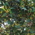Árboles